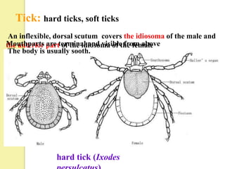 Tick: hard ticks, soft ticks
 An inflexible, dorsal scutum covers the idiosoma of the male and
Mouthparts partterminal and visible from above
the anterior are of the idiosoma of the female
 The body is usually sooth.




               hard tick (Ixodes
 