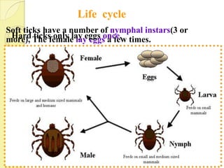 Life cycle
Soft ticks have a number of nymphal instars(3 or
 Hard ticks only lay eggs once.
more), The female lay eggs a few times.
 