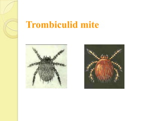 Trombiculid mite
 