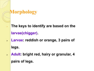 Morphology

   The keys to identify are based on the
    larvae(chigger).
   Larvae: reddish or orange, 3 pairs of
    legs.
   Adult: bright red, hairy or granular, 4
    pairs of legs.
 
