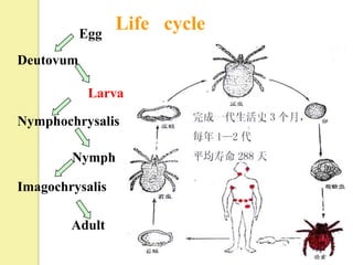 Egg
                 Life cycle
Deutovum

            Larva

Nymphochrysalis

        Nymph

Imagochrysalis

        Adult
 