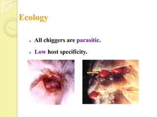 Ecology

     All chiggers are parasitic.
     Low host specificity.
 
