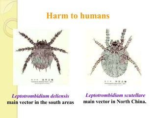 Harm to humans




 Leptotrombidium deliensis        Leptotrombidium scutellare
main vector in the south areas   main vector in North China.
 