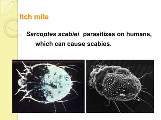 Itch mite

   Sarcoptes scabiei parasitizes on humans,
      which can cause scabies.
 