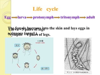 Life cycle
Egg   larva     protonymph      tritonymph      adult

 The female burrows into the skin and lays eggs in
 Larva - 3 pairs of legs
 a sinuous tunnel ). of legs.
 Nymphs - 4 pairs
 