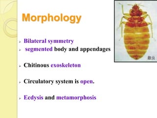 Morphology

   Bilateral symmetry
   segmented body and appendages

   Chitinous exoskeleton

   Circulatory system is open.

   Ecdysis and metamorphosis
 