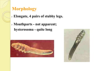 Morphology
   Elongate, 4 pairs of stubby legs.

   Mouthparts - not apparent;
    hysterosoma - quite long
 