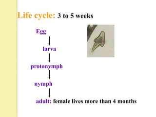 Life cycle: 3 to 5 weeks
     Egg

        larva

    protonymph

     nymph

     adult: female lives more than 4 months
 