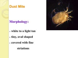 Dust Mite



Morphology:

   white to a light tan
   tiny, oval shaped
   covered with fine
        striations
 