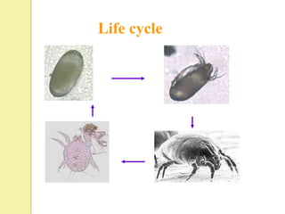 Life cycle
 
