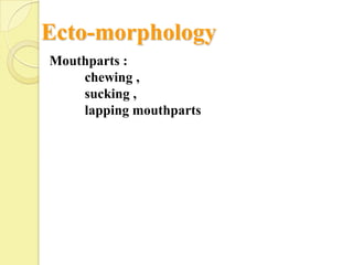 Ecto-morphology
Mouthparts :
    chewing ,
    sucking ,
    lapping mouthparts
 