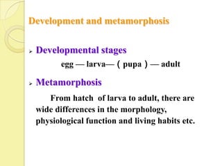 Development and metamorphosis

   Developmental stages
           egg — larva—（pupa）— adult

   Metamorphosis
       From hatch of larva to adult, there are
    wide differences in the morphology,
    physiological function and living habits etc.
 