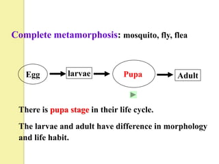 Complete metamorphosis: mosquito, fly, flea



   Egg         larvae           Pupa        Adult



 There is pupa stage in their life cycle.
 The larvae and adult have difference in morphology
 and life habit.
 