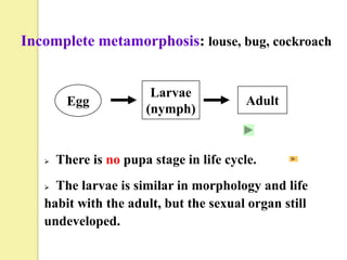 Incomplete metamorphosis: louse, bug, cockroach


                        Larvae
         Egg                              Adult
                       (nymph)


      There is no pupa stage in life cycle.
    The larvae is similar in morphology and life
   habit with the adult, but the sexual organ still
   undeveloped.
 