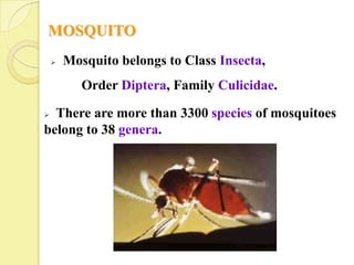 MOSQUITO
       Mosquito belongs to Class Insecta,
           Order Diptera, Family Culicidae.

 There are more than 3300 species of mosquitoes
belong to 38 genera.
 