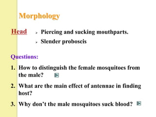 Morphology
Head        Piercing and sucking mouthparts.
            Slender proboscis

Questions:
1. How to distinguish the female mosquitoes from
   the male?
2. What are the main effect of antennae in finding
   host?
3. Why don’t the male mosquitoes suck blood?
 