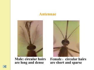 Antennae




Male: circular hairs   Female：circular hairs
are long and dense     are short and sparse
 