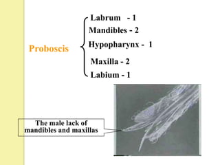 Labrum - 1
                   Mandibles - 2
                   Hypopharynx - 1
 Proboscis
                   Maxilla - 2
                   Labium - 1




  The male lack of
mandibles and maxillas
 