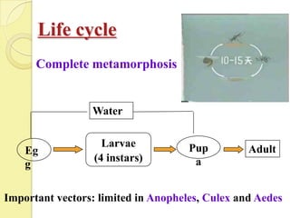 Life cycle
      Complete metamorphosis


                 Water

                    Larvae           Pup
    Eg                                           Adult
                  (4 instars)         a
    g

Important vectors: limited in Anopheles, Culex and Aedes
 