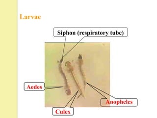 Larvae

         Siphon (respiratory tube)




 Aedes

                           Anopheles
         Culex
 
