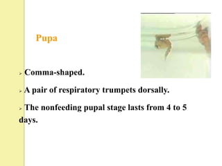 Pupa


   Comma-shaped.

   A pair of respiratory trumpets dorsally.

The nonfeeding pupal stage lasts from 4 to 5
days.
 