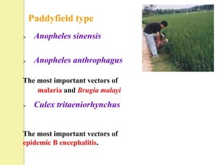 Paddyfield type
    Anopheles sinensis

    Anopheles anthrophagus

The most important vectors of
    malaria and Brugia malayi

    Culex tritaeniorhynchus


The most important vectors of
epidemic B encephalitis.
 