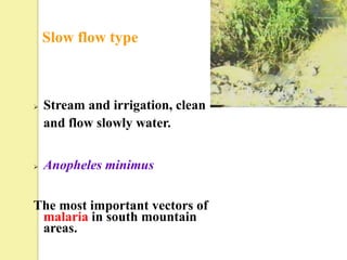Slow flow type



   Stream and irrigation, clean
    and flow slowly water.


   Anopheles minimus


The most important vectors of
 malaria in south mountain
 areas.
 