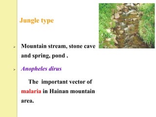 Jungle type


   Mountain stream, stone cave
    and spring, pond .

   Anopheles dirus

      The important vector of
    malaria in Hainan mountain
    area.
 