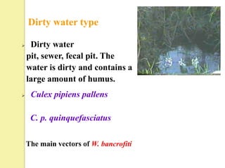 Dirty water type

    Dirty water
    pit, sewer, fecal pit. The
    water is dirty and contains a
    large amount of humus.
    Culex pipiens pallens

     C. p. quinquefasciatus

    The main vectors of W. bancrofiti
 