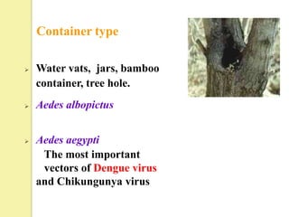 Container type

   Water vats, jars, bamboo
    container, tree hole.
   Aedes albopictus


   Aedes aegypti
     The most important
     vectors of Dengue virus
    and Chikungunya virus
 
