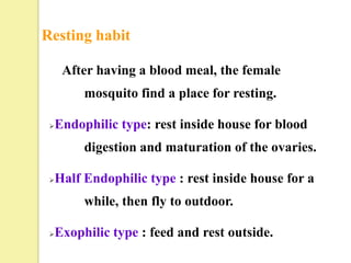 Resting habit

      After having a blood meal, the female
          mosquito find a place for resting.

    Endophilic type: rest inside house for blood
          digestion and maturation of the ovaries.

    Half Endophilic type : rest inside house for a
          while, then fly to outdoor.

    Exophilic type : feed and rest outside.
 