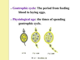    Gontrophic cycle: The period from feeding
       blood to laying eggs.

   Physiological age: the times of spending
        gontrophic cycle.
 