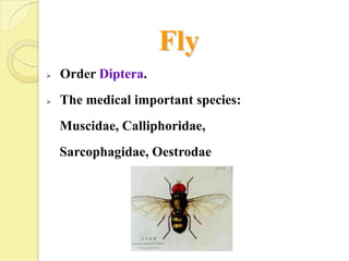 Fly
   Order Diptera.
   The medical important species:
    Muscidae, Calliphoridae,
    Sarcophagidae, Oestrodae
 