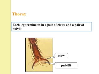 Thorax

Each leg terminates in a pair of claws and a pair of
pulvilli




                                 claw

                                   pulvilli
 