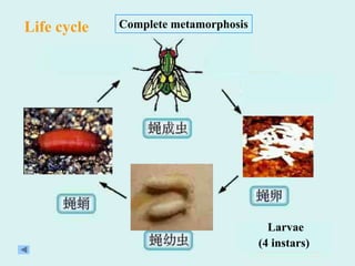 Life cycle   Complete metamorphosis




                                        Larvae
                                      (4 instars)
 