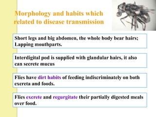 Morphology and habits which
related to disease transmission

Short legs and big abdomen, the whole body bear hairs;
Lapping mouthparts.

Interdigital pod is supplied with glandular hairs, it also
can secrete mucus

Flies have dirt habits of feeding indiscriminately on both
excreta and foods.

Flies excrete and regurgitate their partially digested meals
over food.
 