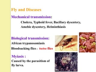 Fly and Diseases
Mechanical transmission:
       Cholera, Typhoid fever, Bacillary dysentery,
       Amebic dysentery, Helminthiasis


Biological transmission:
African trypanosomiasis
Bloodsucking flies：tsetse flies

Myiasis :
Caused by the parasitism of
fly larva.
 