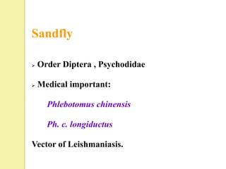 Sandfly

   Order Diptera , Psychodidae

   Medical important:

      Phlebotomus chinensis

      Ph. c. longiductus

Vector of Leishmaniasis.
 