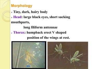 Morphology
 Tiny, dark, hairy body
 Head: large black eyes, short sucking

mouthparts,
         long filiform antennae
 Thorax: humpback erect V shaped

           position of the wings at rest.
 