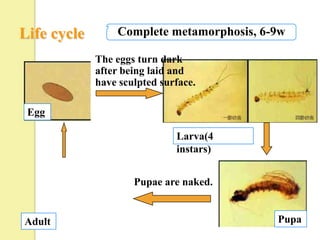 Life cycle       Complete metamorphosis, 6-9w

             The eggs turn dark
             after being laid and
             have sculpted surface.

 Egg

                              Larva(4
                              instars)


                     Pupae are naked.


Adult                                      Pupa
 