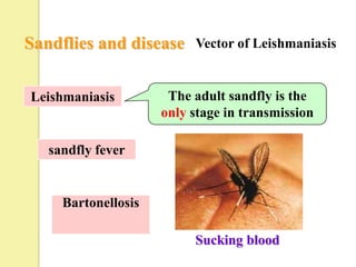 Sandflies and disease     Vector of Leishmaniasis


Leishmaniasis         The adult sandfly is the
                     only stage in transmission

   sandfly fever


     Bartonellosis

                          Sucking blood
 
