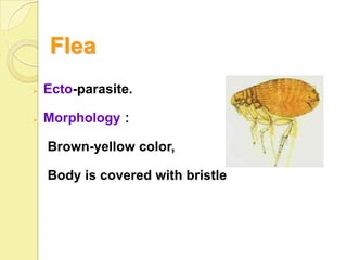 Flea
   Ecto-parasite.

   Morphology：

    Brown-yellow color,

    Body is covered with bristle
 