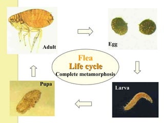 Egg
Adult

              Flea
           Life cycle
       Complete metamorphosis
Pupa
                            Larva
 