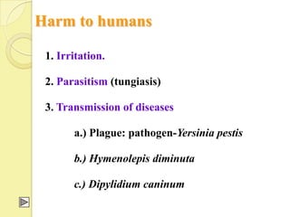Harm to humans

 1. Irritation.

 2. Parasitism (tungiasis)

 3. Transmission of diseases

       a.) Plague: pathogen-Yersinia pestis

       b.) Hymenolepis diminuta

       c.) Dipylidium caninum
 