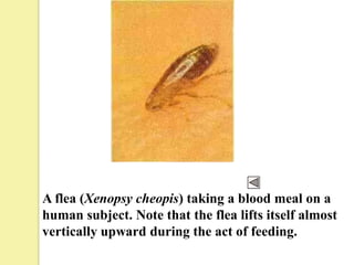 A flea (Xenopsy cheopis) taking a blood meal on a
human subject. Note that the flea lifts itself almost
vertically upward during the act of feeding.
 