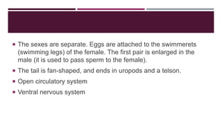  The sexes are separate. Eggs are attached to the swimmerets

(swimming legs) of the female. The first pair is enlarged in the
male (it is used to pass sperm to the female).
 The tail is fan-shaped, and ends in uropods and a telson.
 Open circulatory system
 Ventral nervous system

 