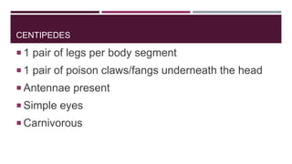 CENTIPEDES

 1 pair of legs per body segment

 1 pair of poison claws/fangs underneath the head
 Antennae present

 Simple eyes
 Carnivorous

 