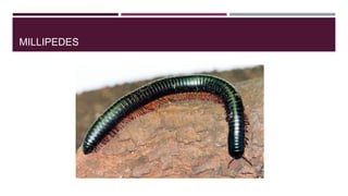 MILLIPEDES

 