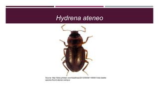 Hydrena ateneo

Source: http://www.philstar.com/headlines/2013/09/08/1185551/new-beetlespecies-found-ateneo-campus

 