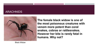 ARACHNIDS
The female black widow is one of
the most poisonous creatures with
venom more potent than coral
snakes, cobras or rattlesnakes.
However her bite is rarely fatal in
humans. Why not?
Black Widow

 